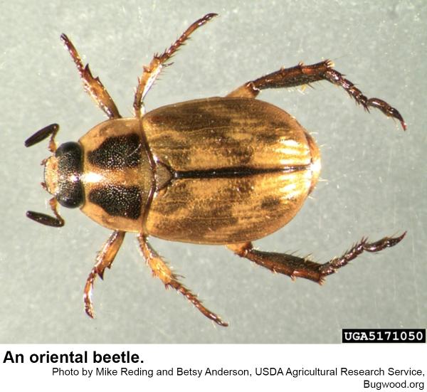 Thumbnail image for Oriental Beetle